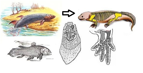 Выход беспозвоночных на сушу. Кистеперые рыбы переходная форма. Латимерия двоякодышащая рыба. Латимерия Эволюция. Эволюция кистепёрых рыб.