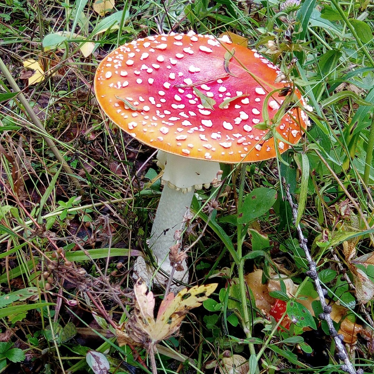 Этот крепыш родом из Соликамских лесов. 