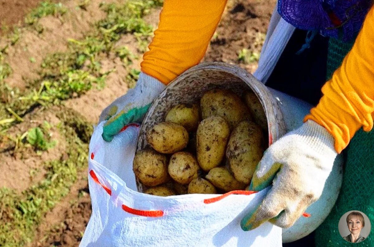 Сбор картофеля 