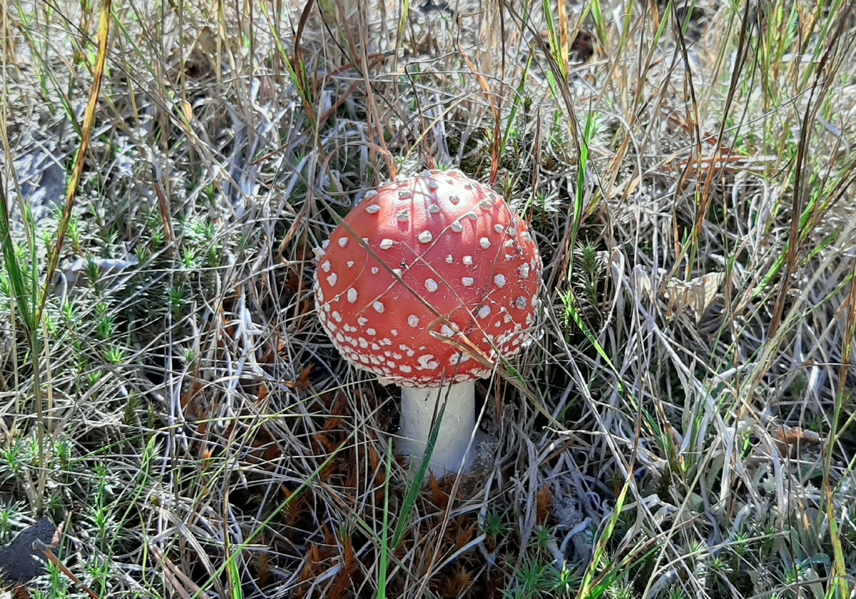 Лесная красота