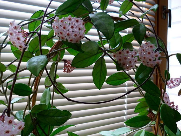 Хойя Мясистая, восковой плющ (Hoya Carnosa)