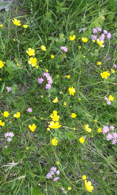 Цветочная поляна