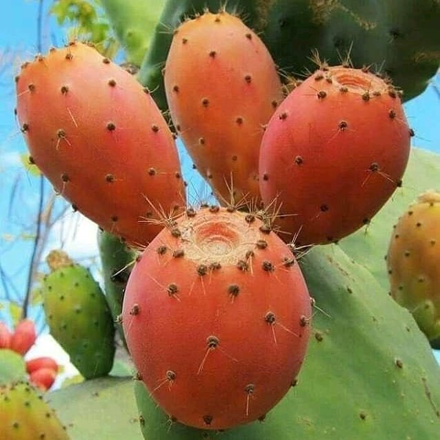 Плоды кактуса