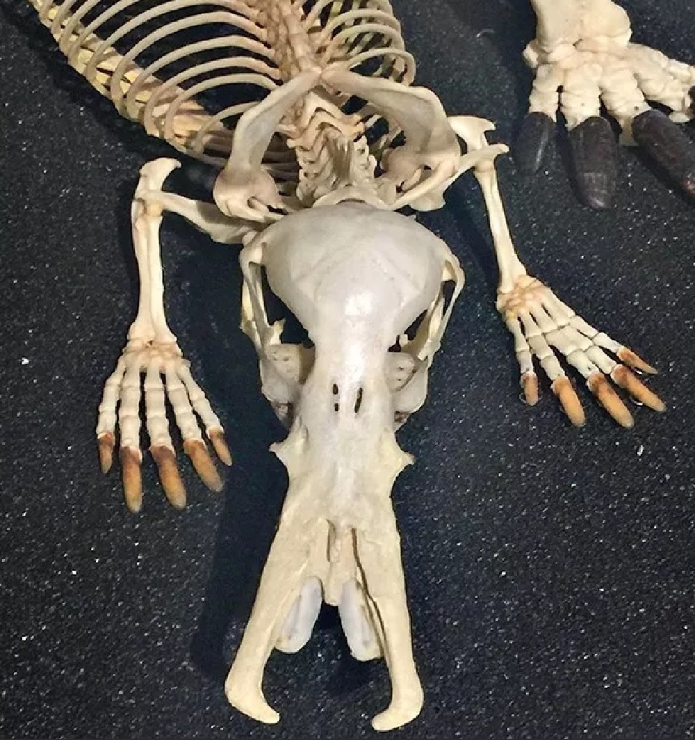 Скелет утконоса