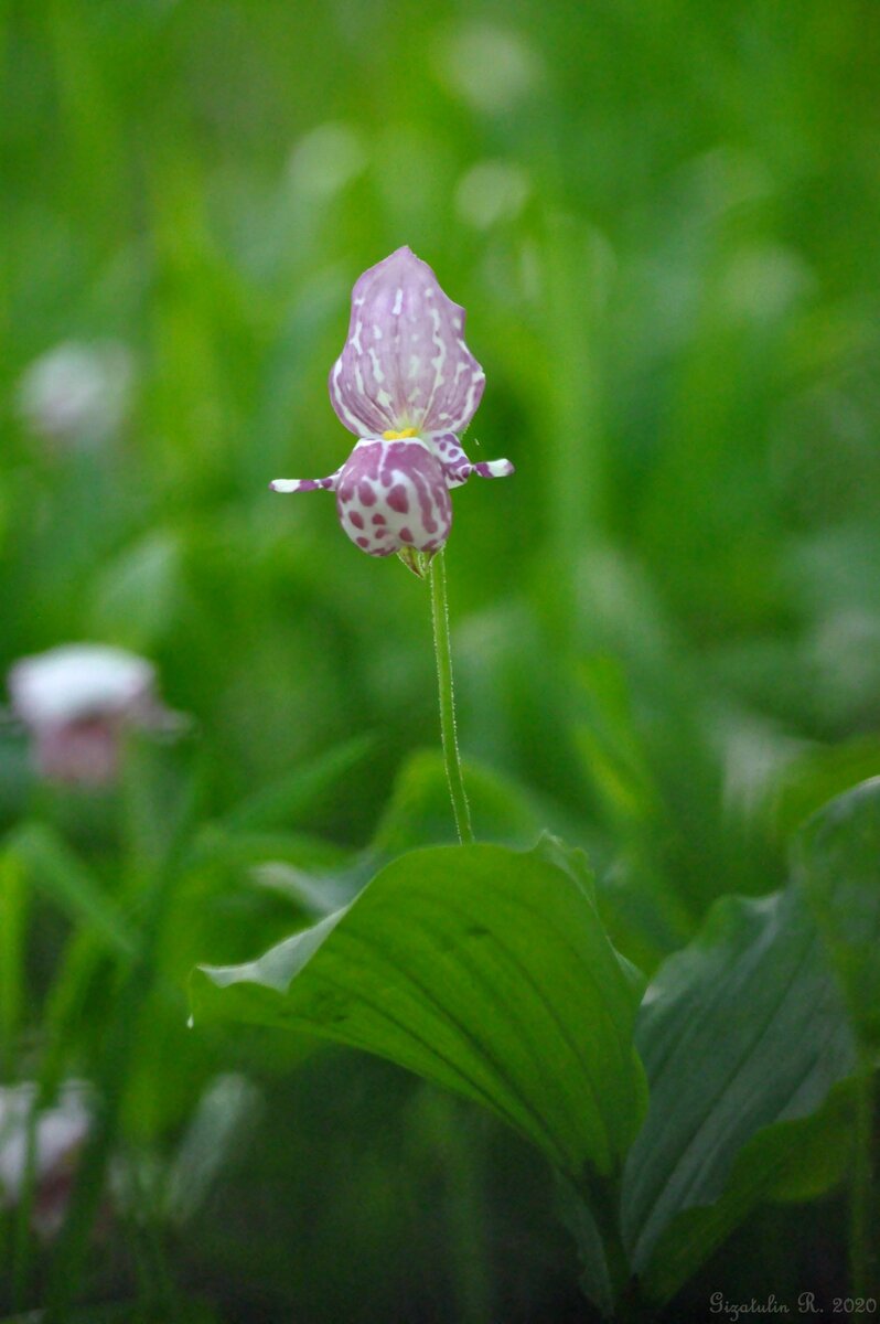 Cypripedium guttatum - башмачок капельный.