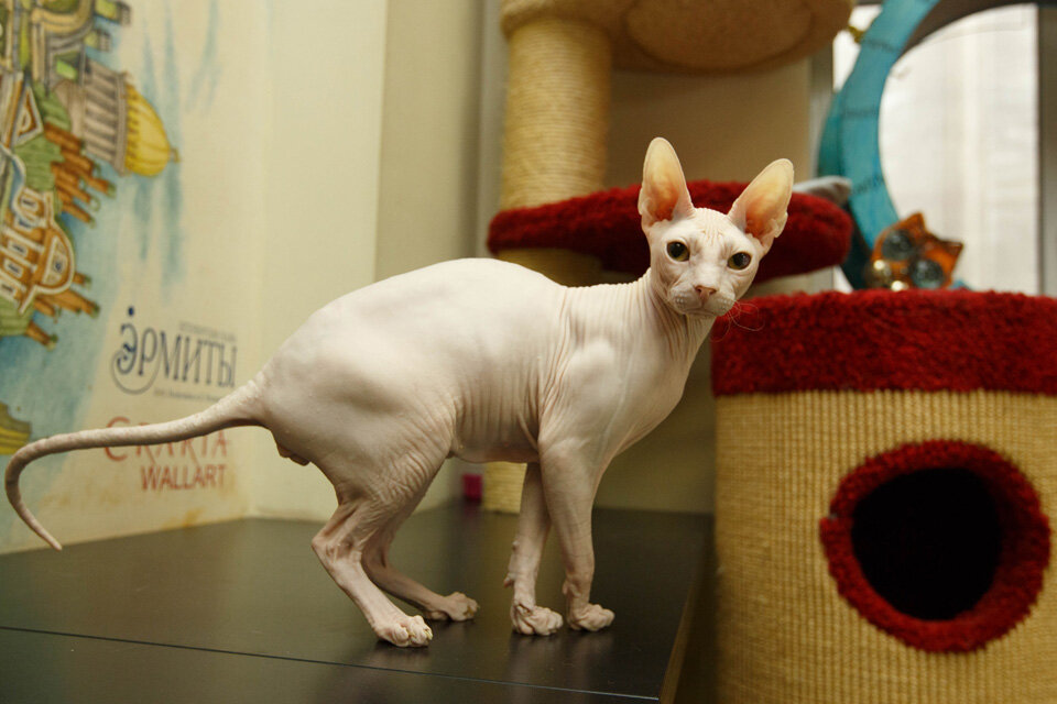 Как вам "лысый друг"?!