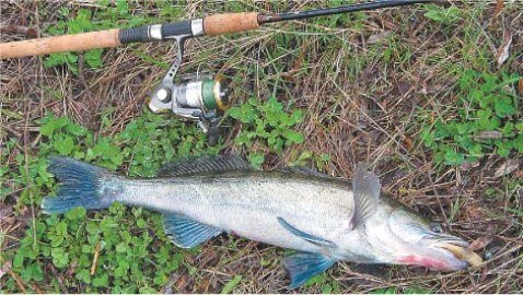 Крупная рыба на спиннинг