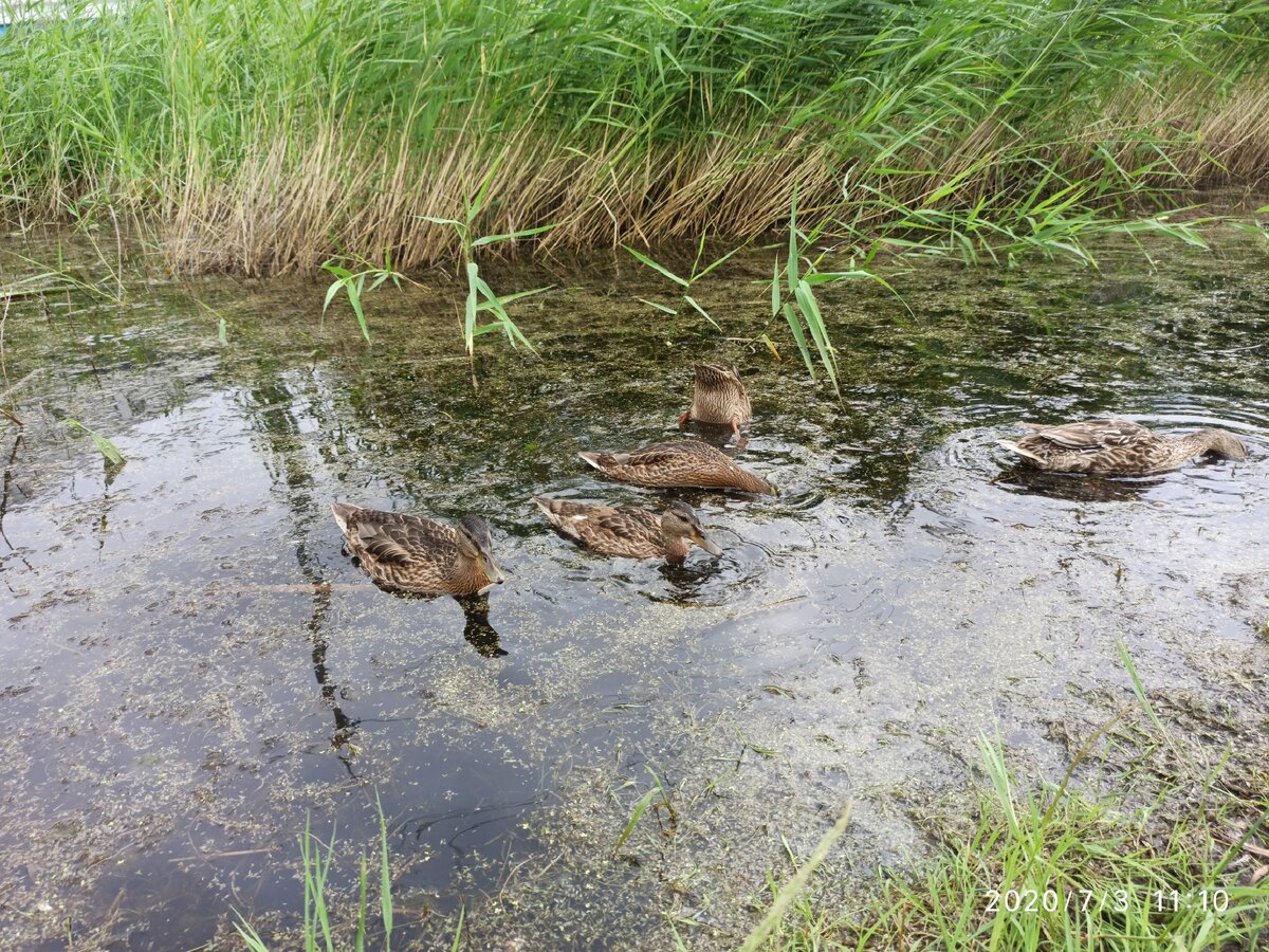 Дикие утки в озере города Оби