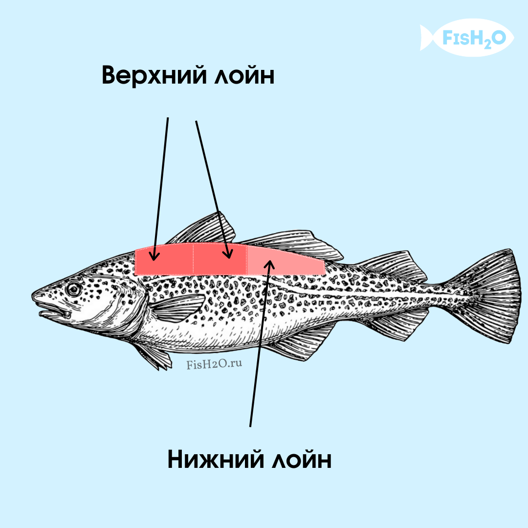 Расположение лойнов