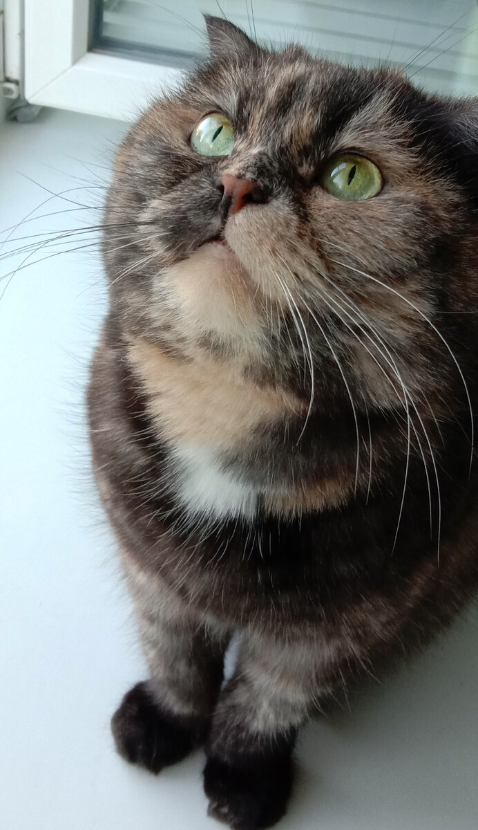 Ушки маленькие, но очень полезные