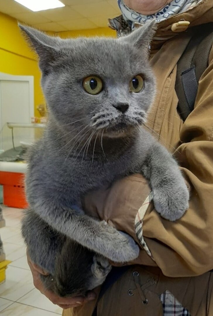 Разве такой кошке место на улице?