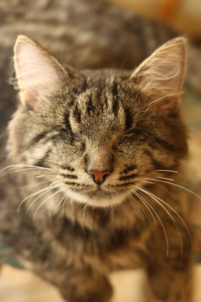 Фото из лично архива. Мой кот Жора.