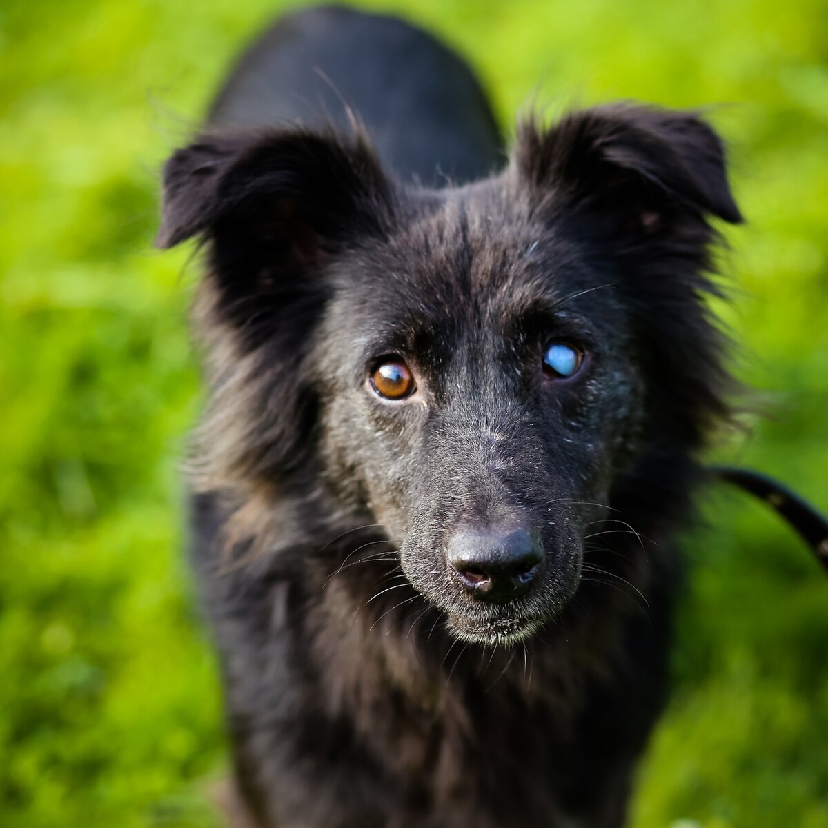 Черныш очень внимателен