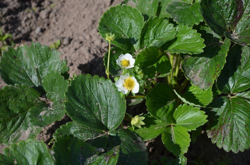 Ремонтантная клубника цветет.