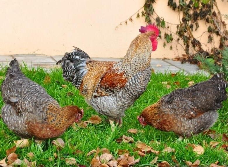 Порода кур Билефельдер