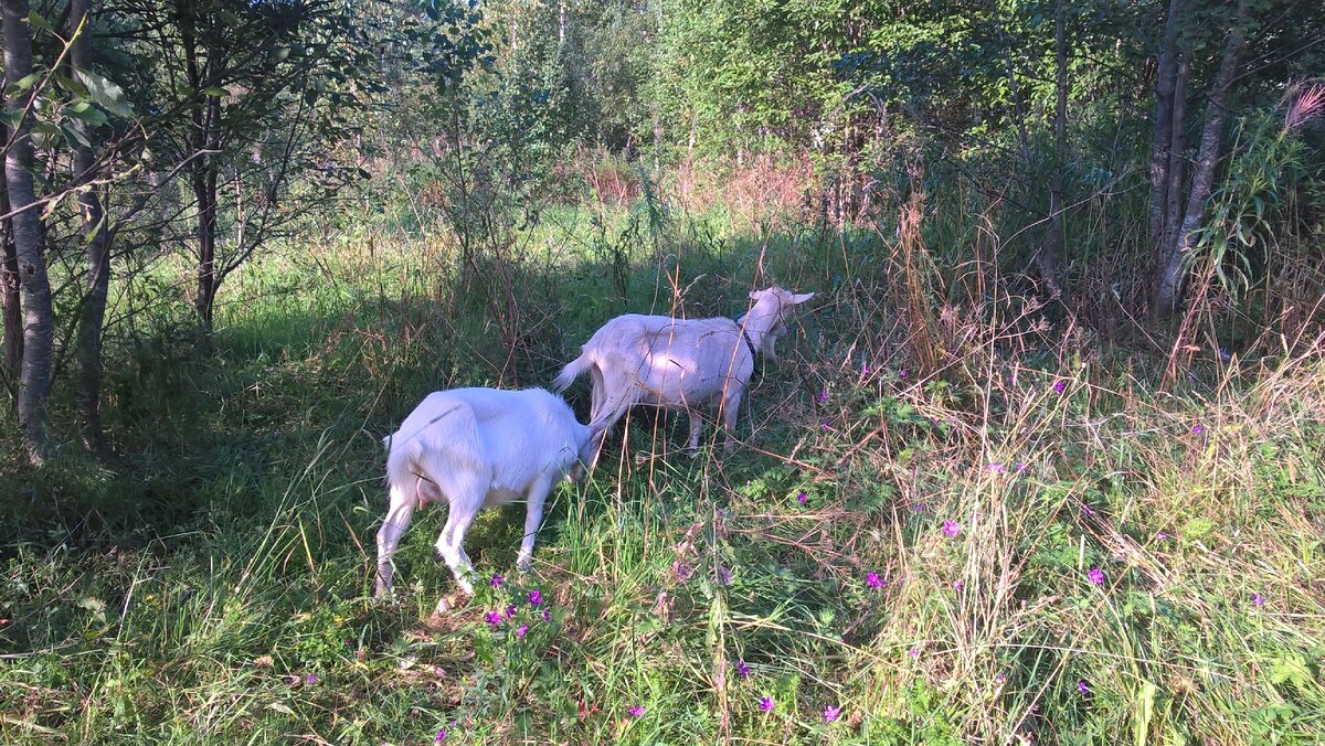 Когда-то это было полем