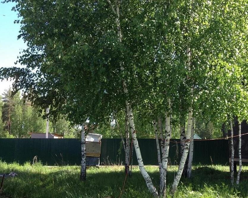 Лично я люблю березки и другие деревья, но иногда их может быть слишком много и они могут затенять весь участок