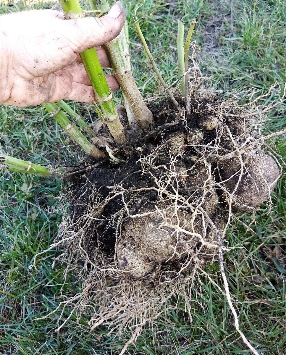 Как выглядят корни георгина после зимы фото