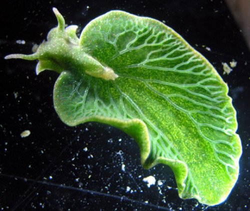 Зеленоухая элизия (Elysia chlorotica). Фото - scientificrussia.ru
