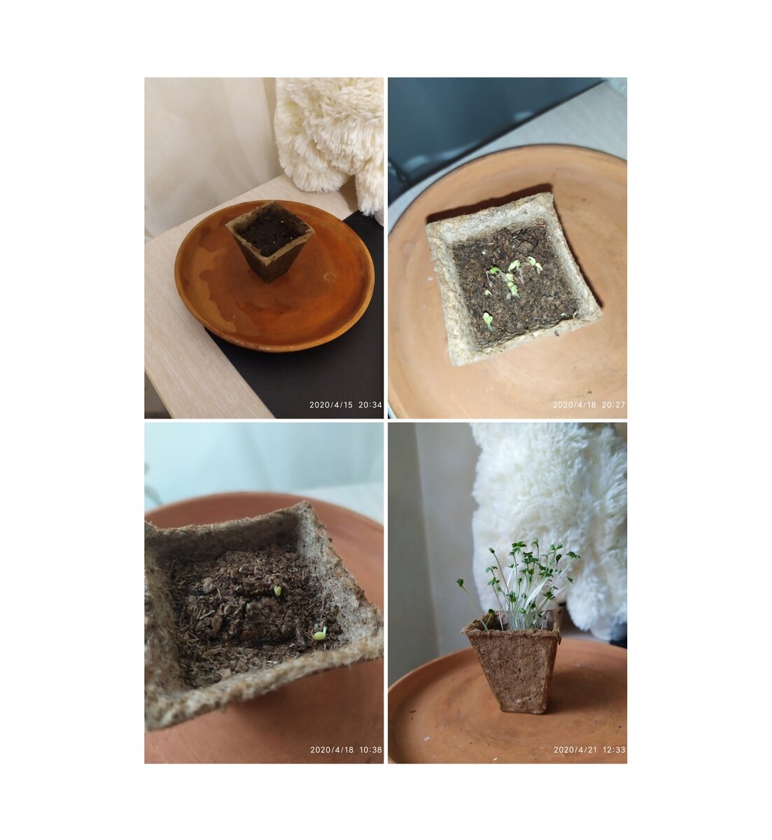 Первые ростки появились на третий день после посадки