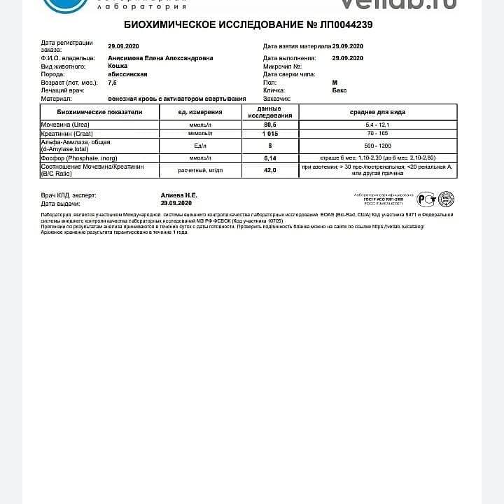 Срочный сбор, коту  жизненно необходимы капельницы каждый день , нельзя пропускать ни дня, финансов совсем нет ☹️очень прошу помощи🙏