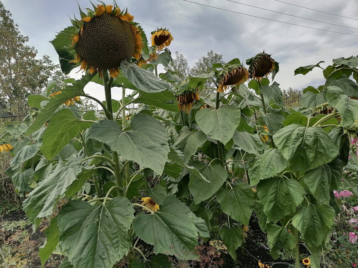 Подсолнухи. Фото автора