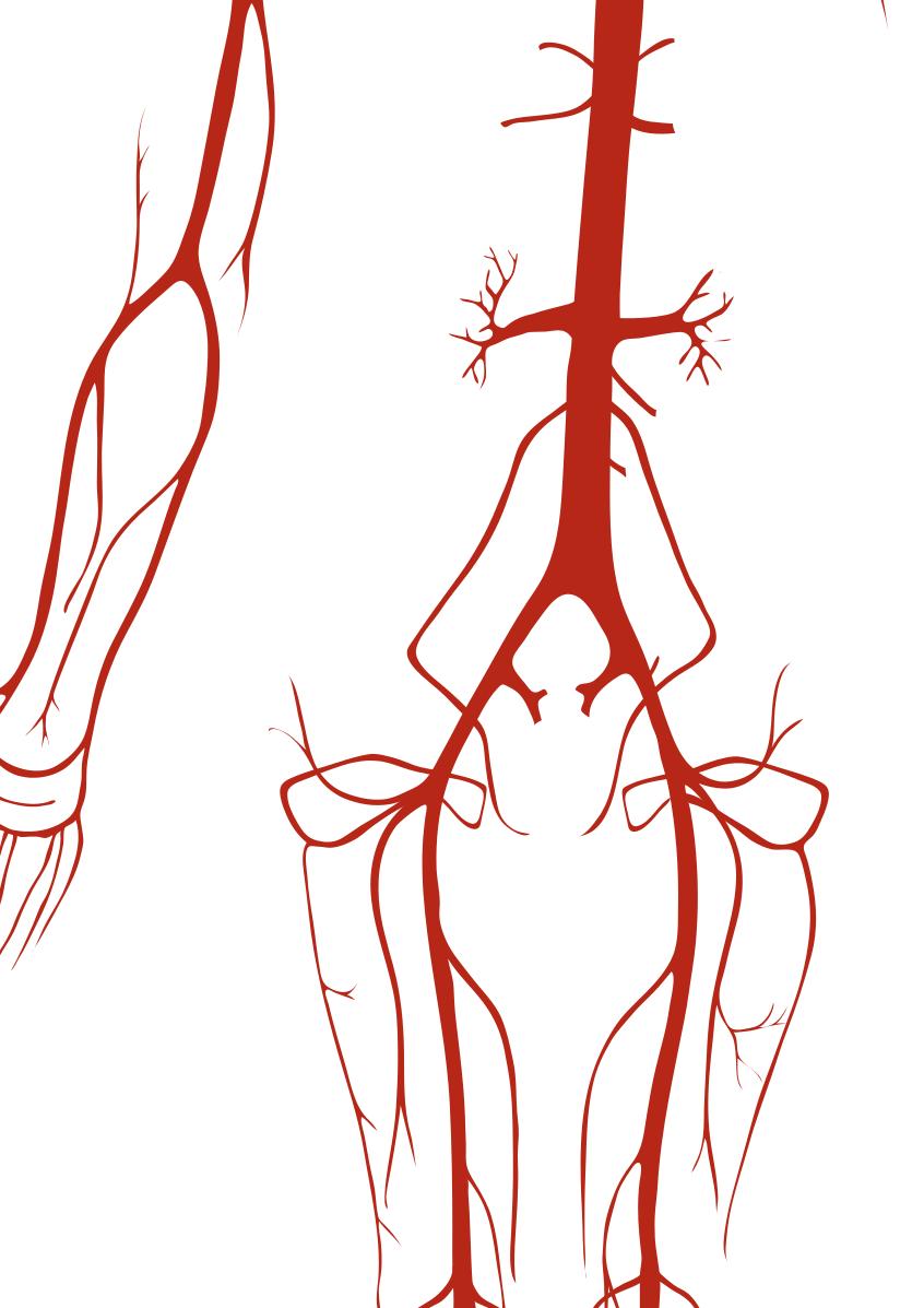 Анатомические сосуды. Артерии анатомия. Кровеносные сосуды на белом фоне.