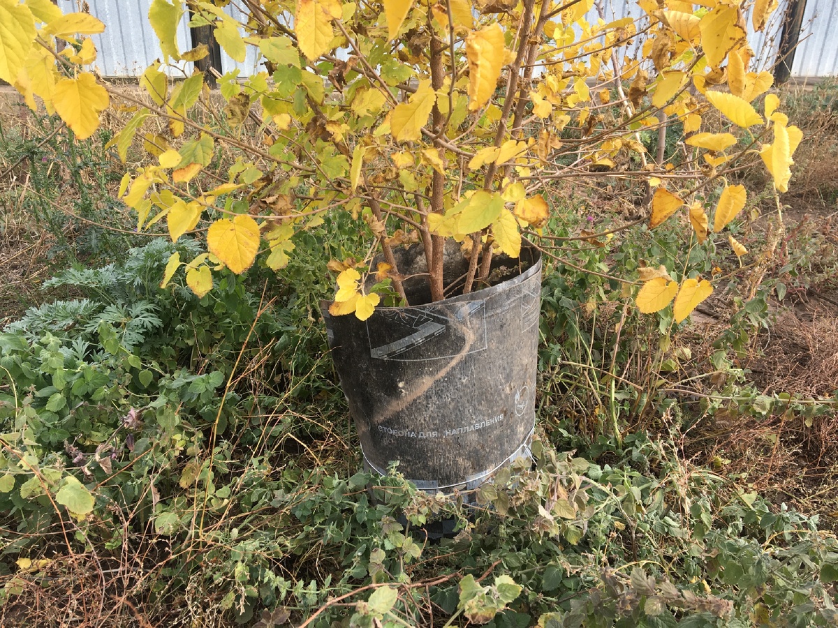 Это тот самый тутовник