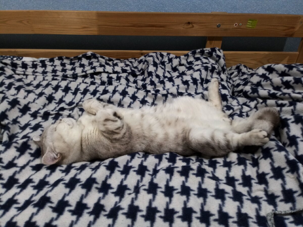 Йога во сне)) На моем любимом втором этаже в позе "открытого кота".