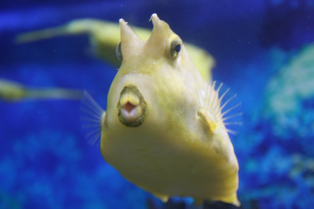 Рогатый кузовок