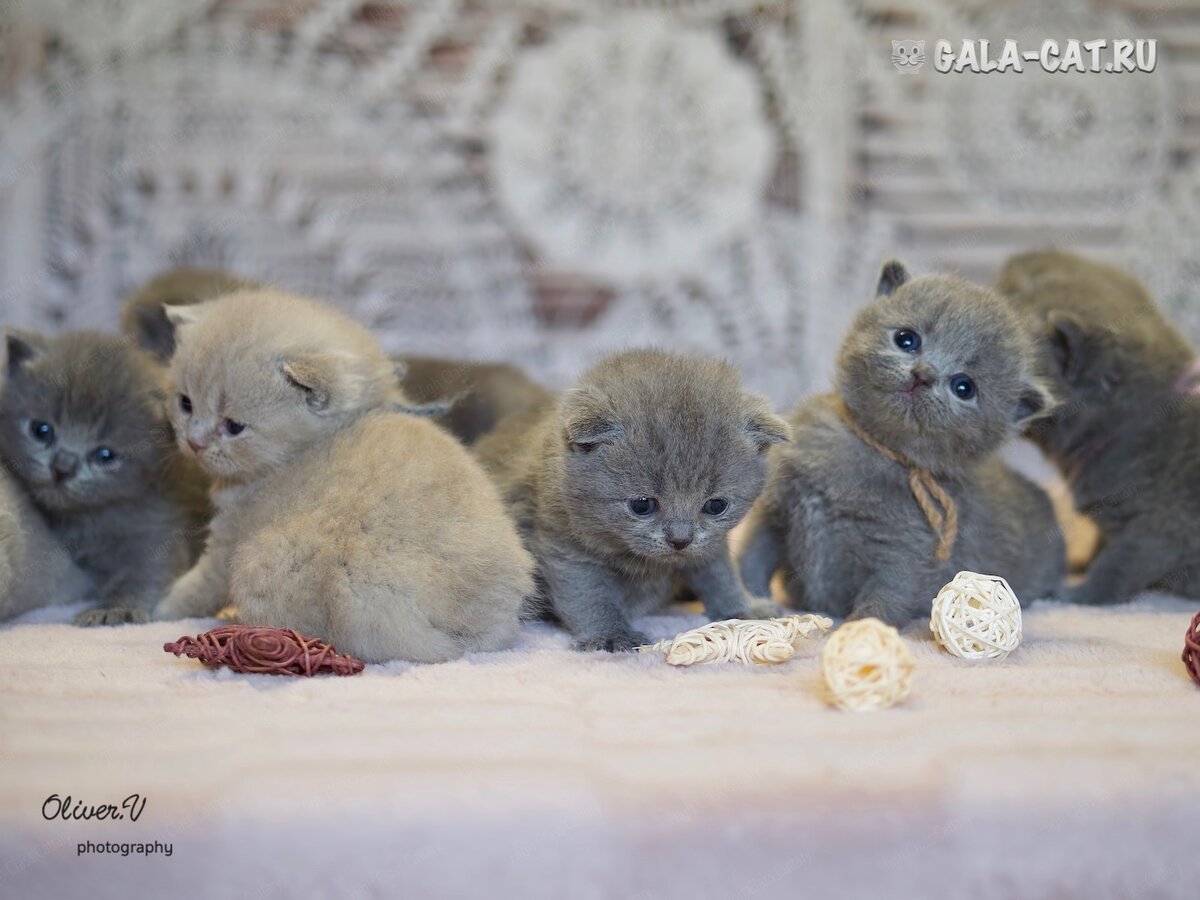 Британские котята голубые и лиловые в возрасте 3 недели