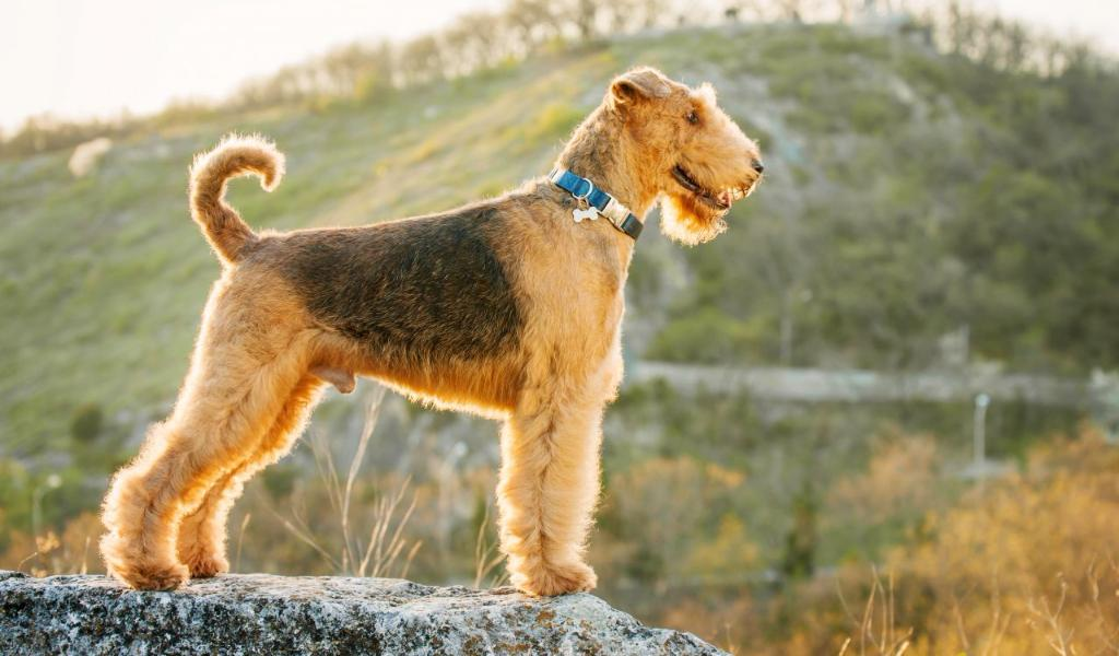 Эрдельтерьер