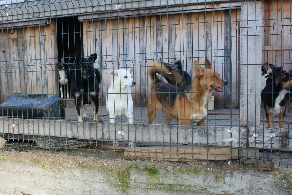 Приют в косме. Серовский приют для собак. Собачий приют в Батайске. Приют на грани закрытия. Приют дом.