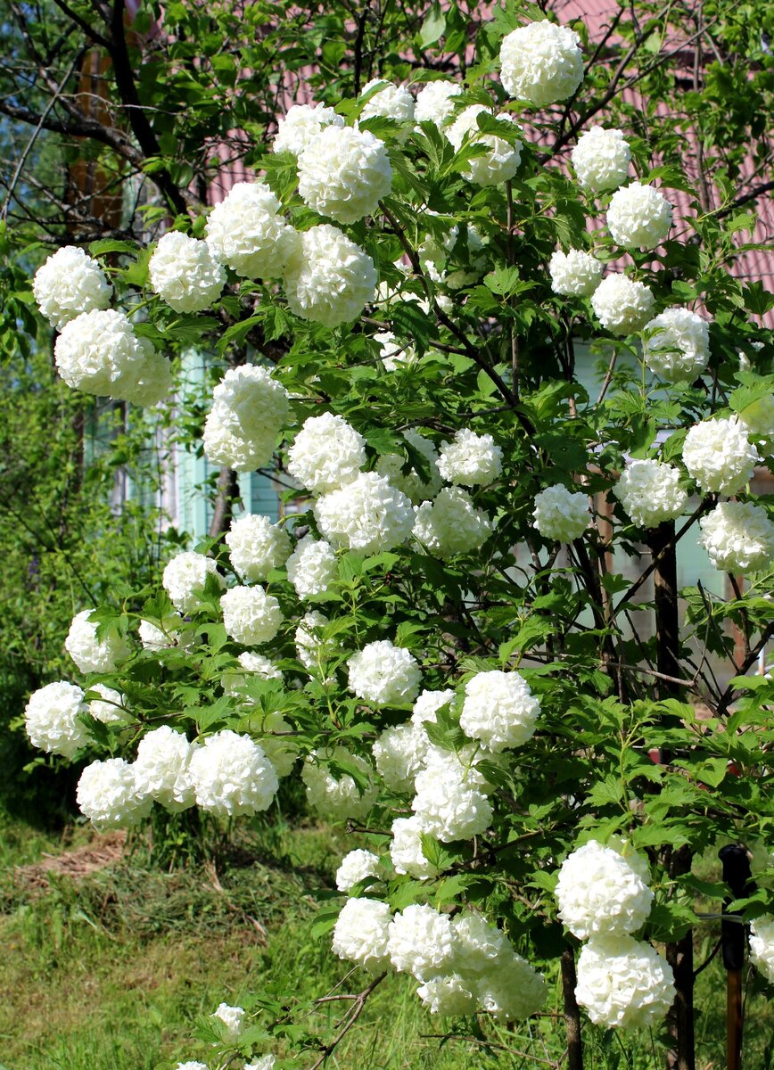 Калина бульденеж - невероятно красива в период цветения, но для этого её обязательно надо обработать весной