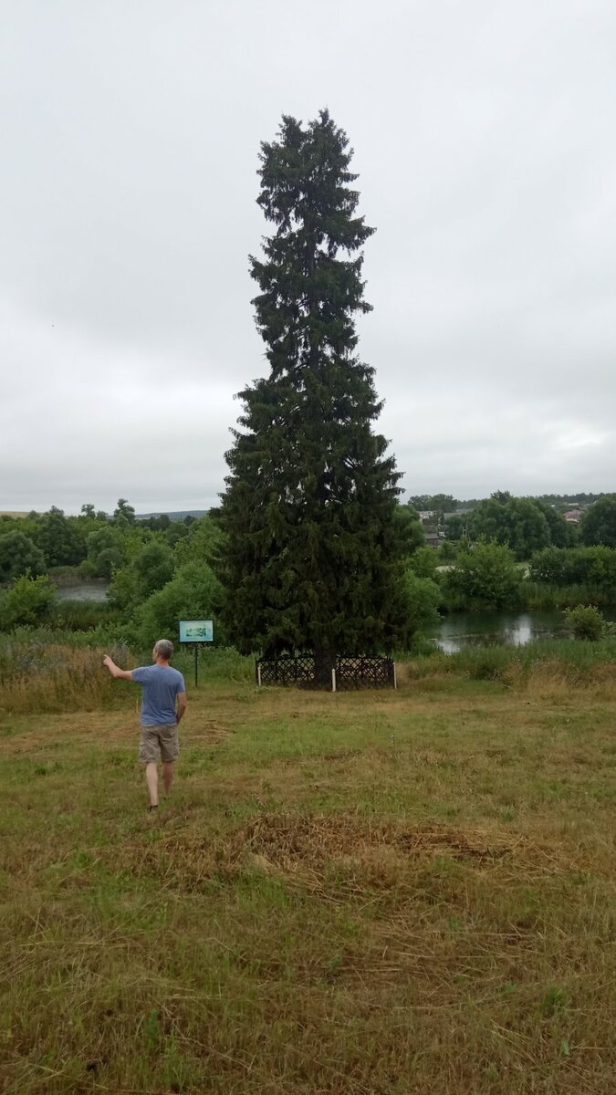 Пушкинская  ель.