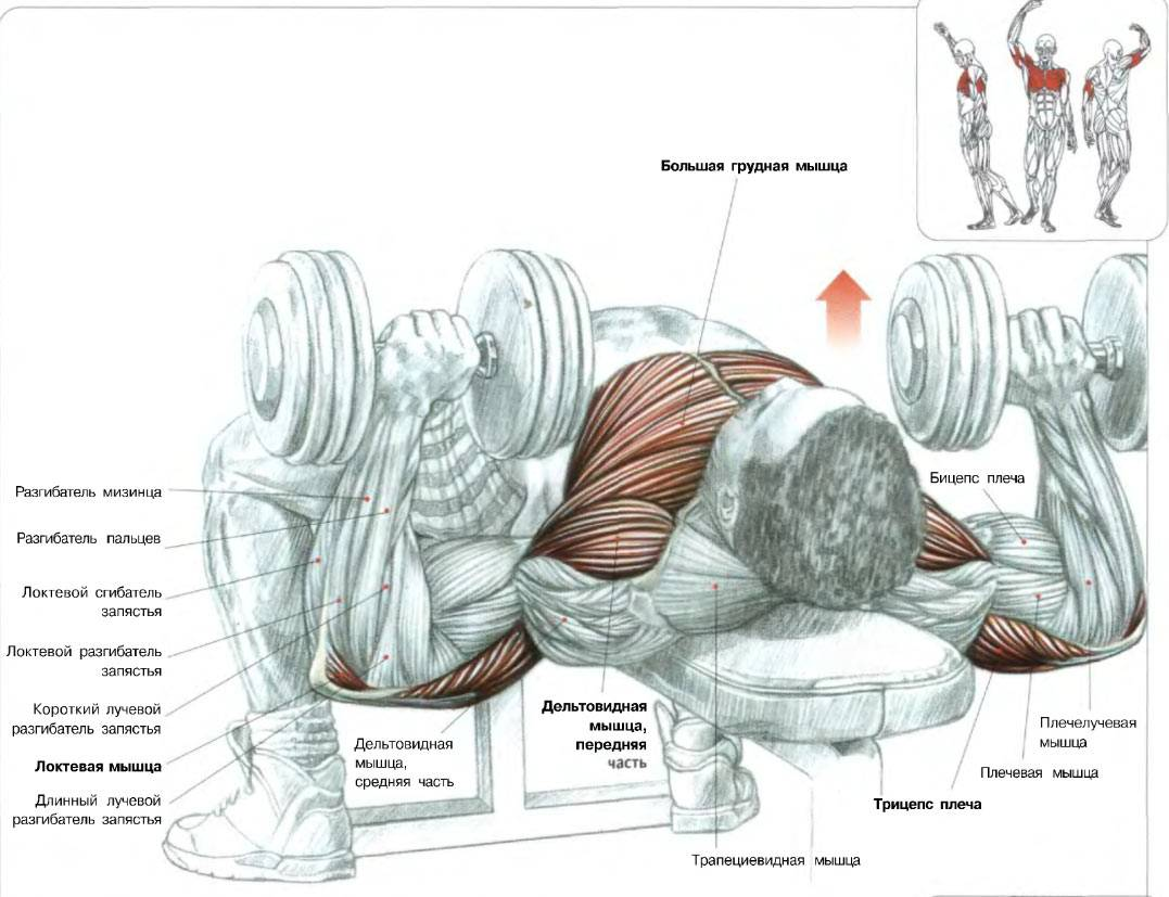 Жим гантелей передняя Дельта. Занятия с гантелями на грудные мышцы. Тренировка грудных мышц с гантелями. Жим гантелей для грудных мышц для мужчин.