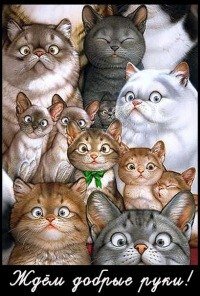 котики хотят жить дома, а не на улице или в приюте