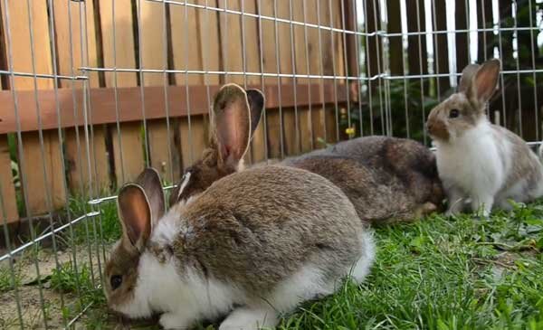 Типы мини-ферм для кроликов