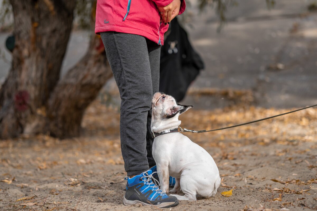 Юлия и французский бульдог Пичу. Работа над техникой и выдержкой