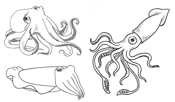 Каракатица рисунок для детей