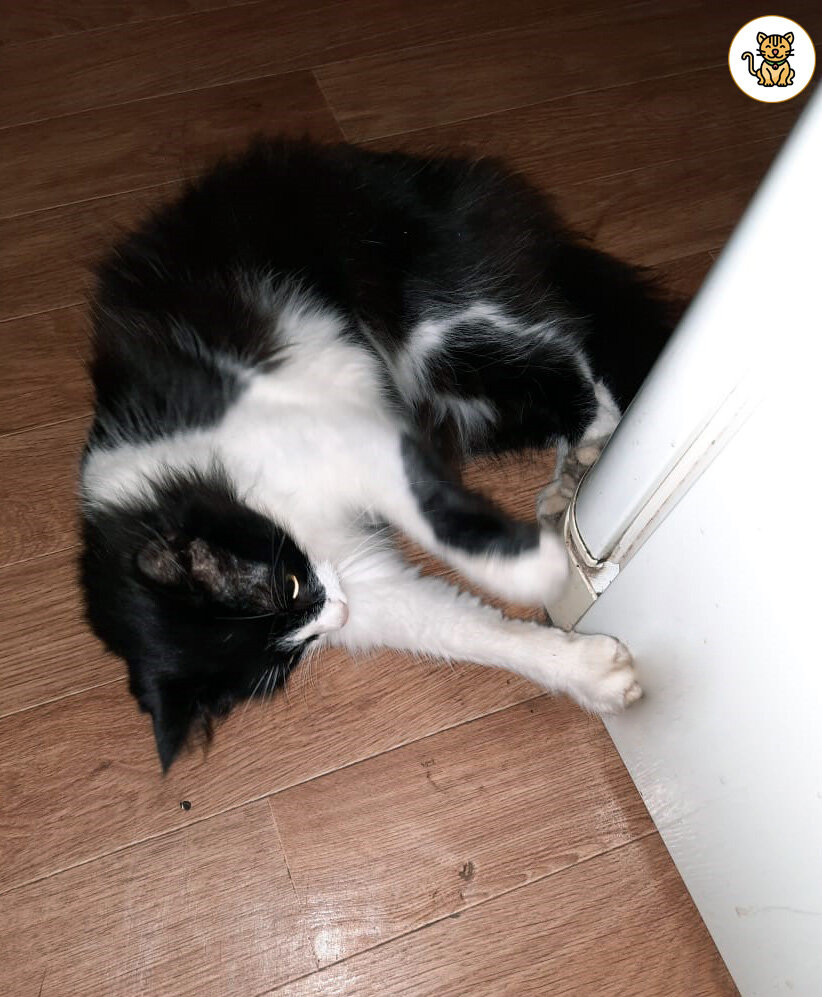 Феликс караулит около холодильника