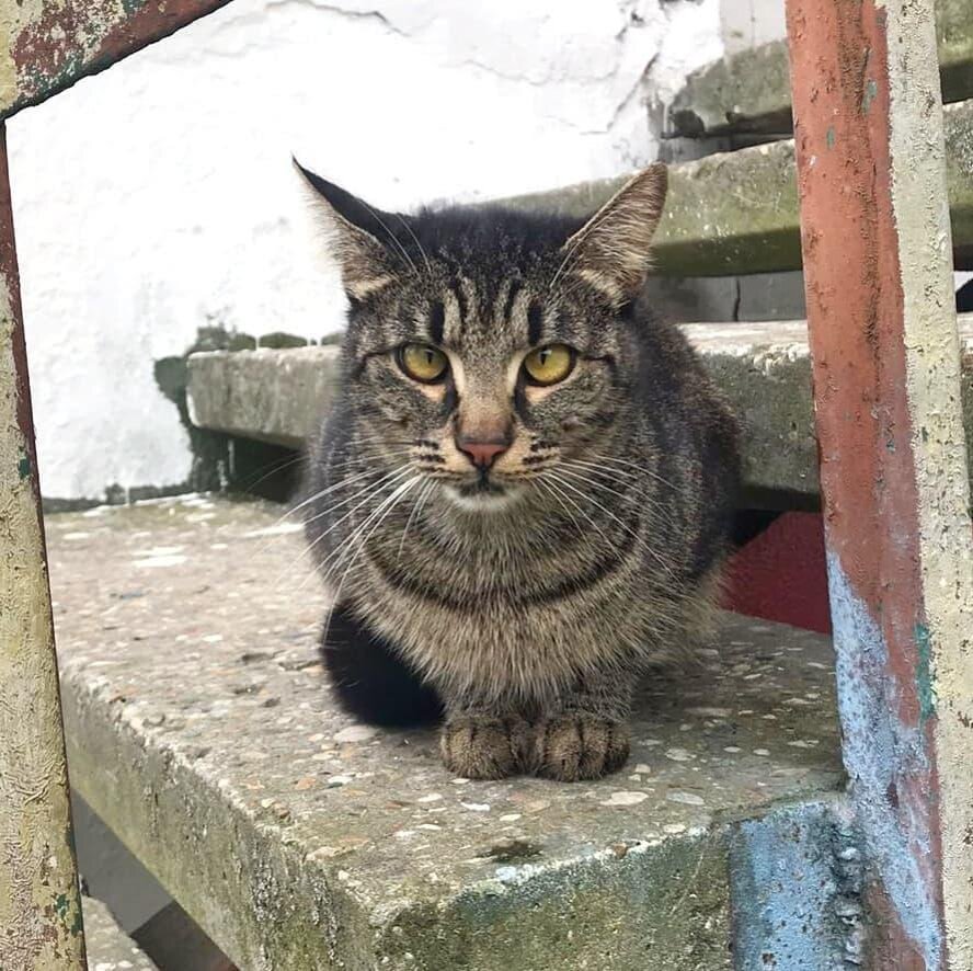 Малыш немного косенький, но ему это очень идет))