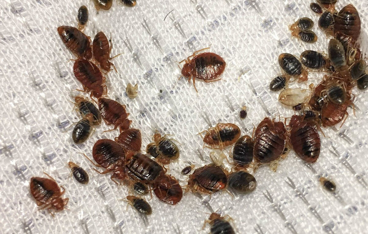 Постельные клопы. Фото взято с Яндекс Картинки