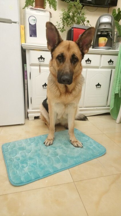 Большая Ушка и маленький коврик для занятий