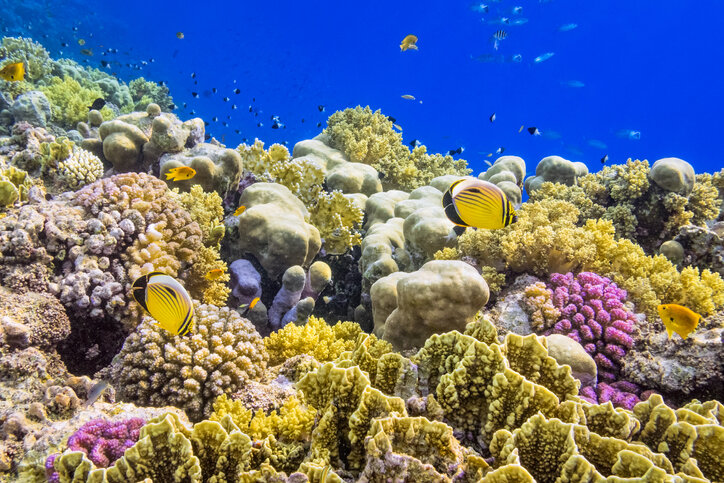 Коралловый риф, Коцумель, Мексика. Источник фото: https://travel.earth/best-coral-reefs-across-the-world/amp/