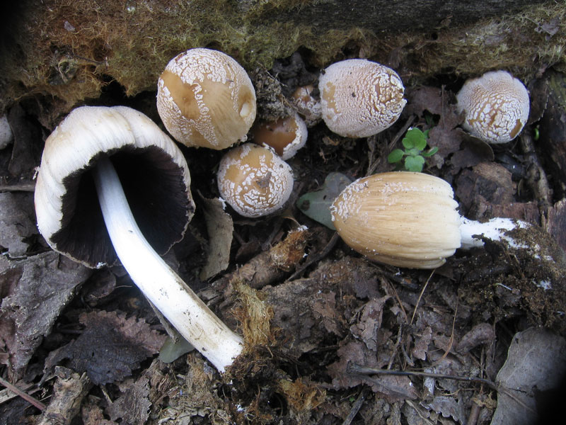 Гриб под шапкой. Навозник Coprinus domesticus. Гриб навозник белый. Гриб навозник поганка. Навозник серый гриб.