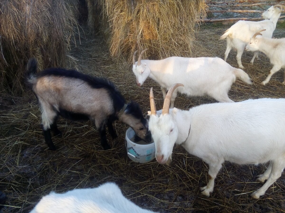 Не стал выкладывать любовную позу