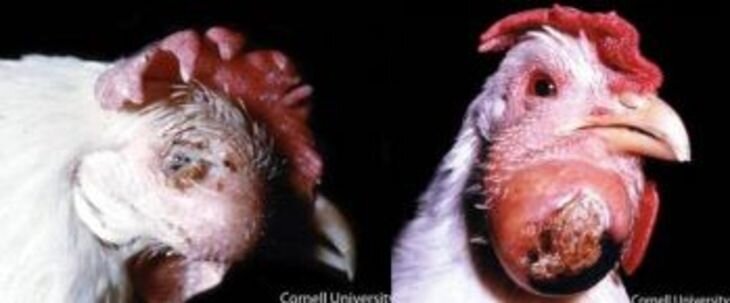 Пастереллез у кур 