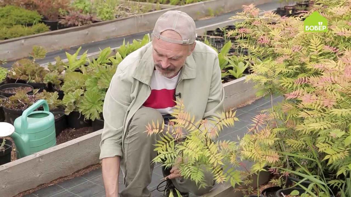 Обрежьте мешающие ходить ветки, но не выбрасывайте, а пустите на черенки.