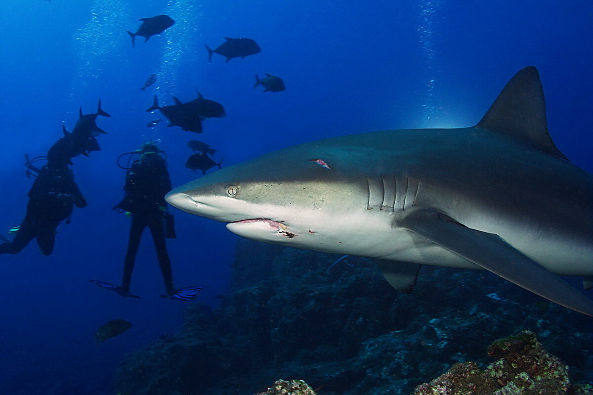 Shark island. Галапагосская рифовая акула. Рифовая акула Тайланд. Песчаная рифовая акула. Песчаная акула и рифовые акулы.